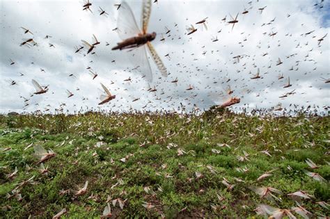 locusts   plague