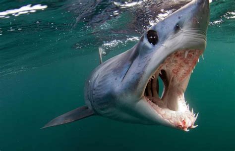 World's fastest shark speeding toward extinction | Shortfin mako shark