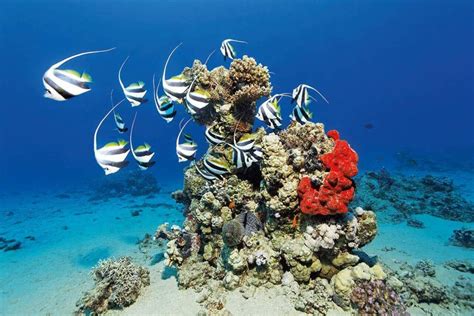 Marsa Alam Hamata Islands Snorkeling Trip With Lunch