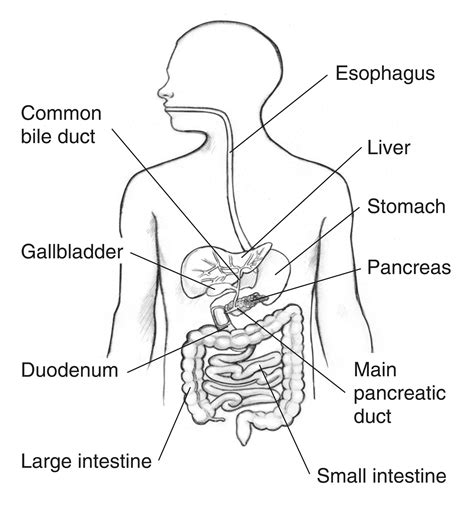 Gastrointestinal Tract Inside The Outline Of A Mans Torso Media