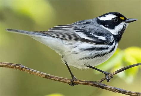 71 Types Of Black And White Birds Pictures And Identification