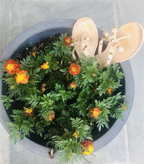 Flip Flops|Foot Pain|Heel Pain|Spring, TX PodiatristsLouetta Foot