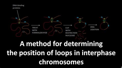 Chromosome Conformation Capture Method YouTube