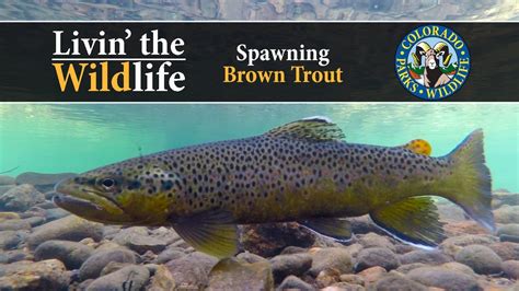 Livin The Wildlife Spawning Brown Trout Youtube