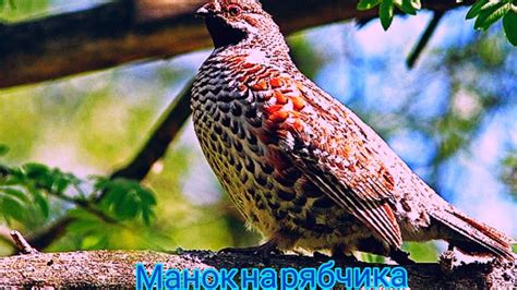 Манок на рябчика из подручных средств. - YouTube