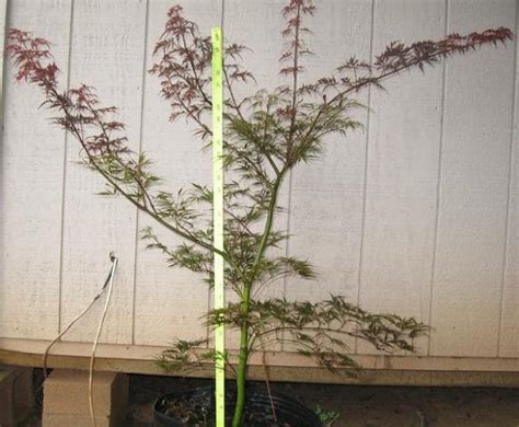 All Japanese Maples | Herter Nursery