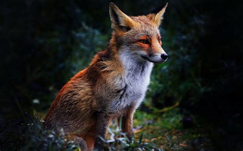 1300+ Fox HD Wallpapers and Backgrounds