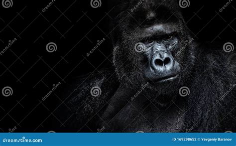 Beautiful Portrait of a Gorilla. Male Gorilla on Black Background ...