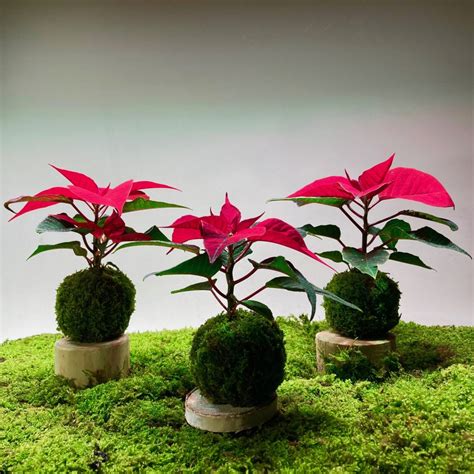 Kokedama Poinsettia Mini Buée Végétale Plantes Et Objets De