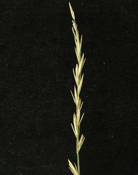 Quackgrass Weed Identification Guide For Ontario Crops Ontarioca