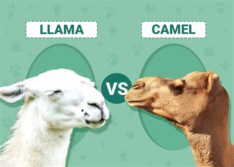 Llama Vs Camel Visual Differences And Overview With Pictures Animal