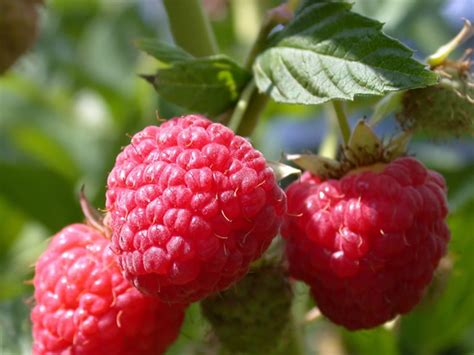 Малина сорт Киржач: описание, фото, отзывы, секреты посадки и ухода