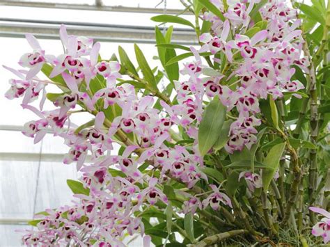 Tìm hiểu về Hoa Phong Lan Dendrobium