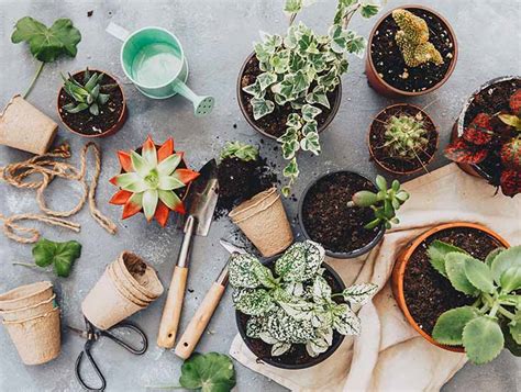 Un remedio casero para hacer crecer tus plantas en tan solo unos días