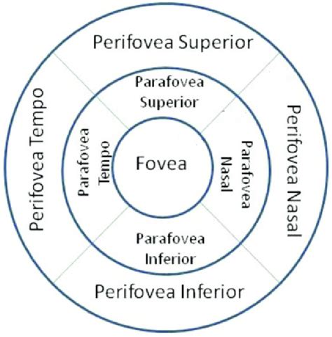 mm macular cube involving  sectors  scientific diagram