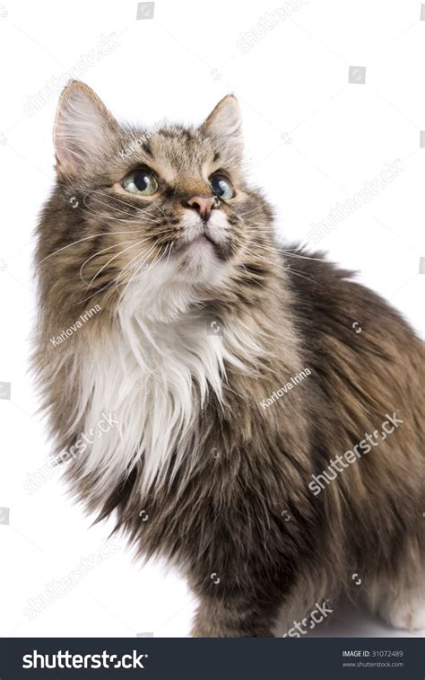 Cat Looking Fixedly Camera Pussy Seeing Stock Photo Shutterstock