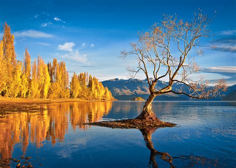 That Wanaka Tree Otago New Zealand