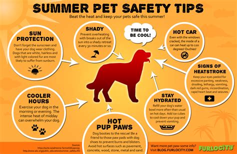 Summer Pet Safety Tips Infographic Facts