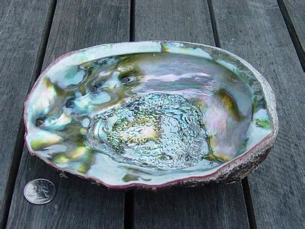 Abalone – Wiktionary