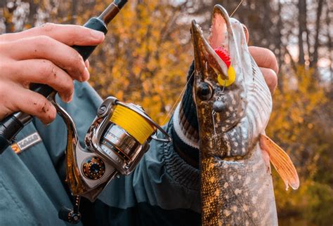 Щука на спиннинг осенью с берега