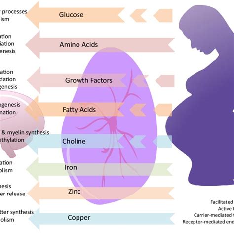 Sex Differences In Epigenetic Regulation Of Placental Gene Expression