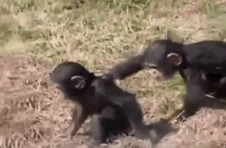 Monkey Falling GIF - Find & Share on GIPHY