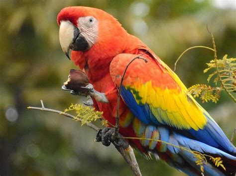 Guacamaya Roja