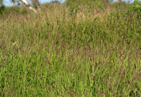 tropical grasses   names characteristics  pictures