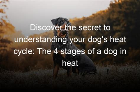 discover  secret  understanding  dogs heat cycle   stages   dog  heat
