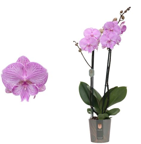 Phalaenopsis Manta Romblon (Laura) big lip