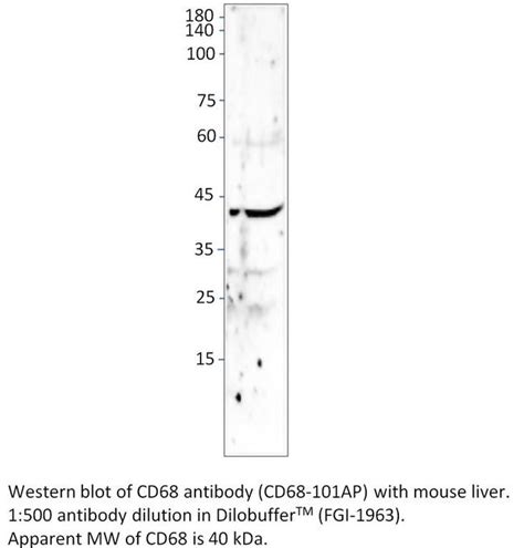 Cd68 Polyclonal Antibody Cd68 101ap