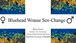 Bluehead Wrasse Sex Change Pptx