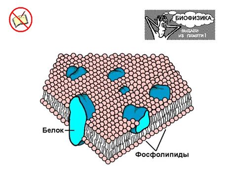 Биологическая мембрана - презентация онлайн