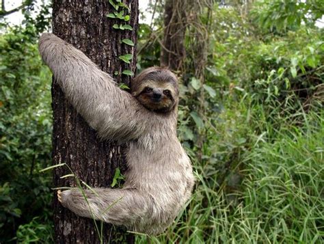 a sloth climbing up the side of a tree with words hold a sloth on it