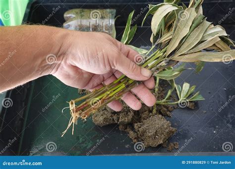 How To Propagate Oleander By Cuttings Water Cuttings Of Oleander Plant
