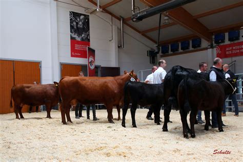 257 Klasse 14 Kuh Mit Kalb Angusrind Nord E V