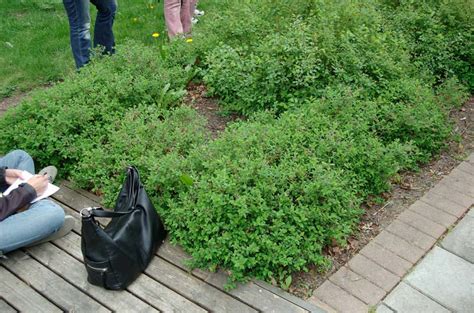 Спирея японская ‘Литл Принцесс’