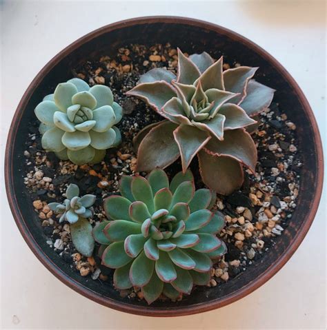 Горшочки для суккулентов | Пикабу