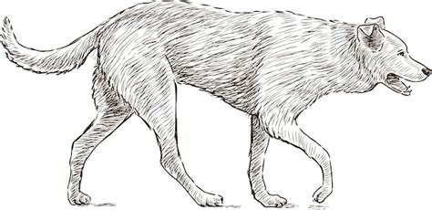 Premium Vector Walking Dog