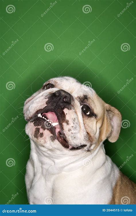 Smiling English Bulldog Stock Image Image Of Bulldog 2044515