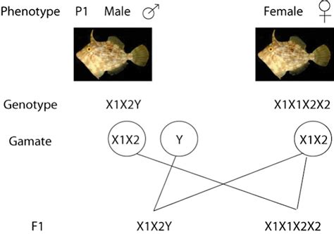 Sex Determination In Fish