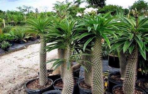 Пахиподиум: фото, уход в домашних условиях, мадагаскарская пальма ...