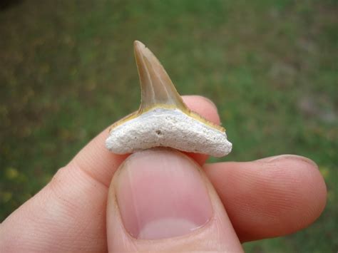 Beautiful Lemon Shark Tooth from Bone Valley | Bone Valley Shark Teeth