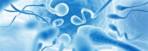 Basic Semen Analysis For Male Infertility Pacific Reproductive Center