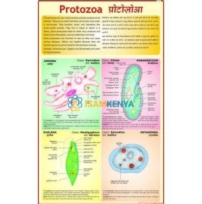 Protozoa Charts Manufacturers Kenya Suppliers In Kenya Botswana And