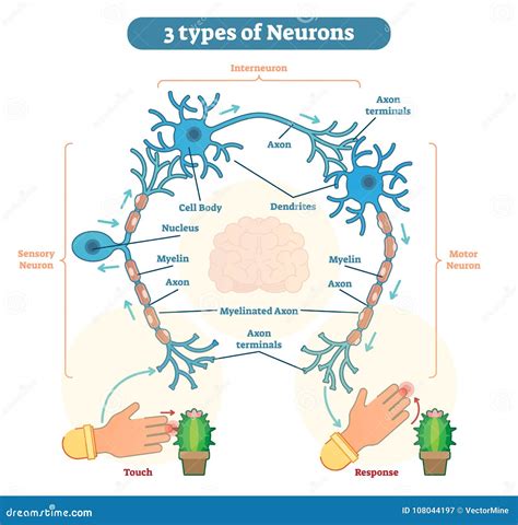 Tipos De Neuronas - Sensoriales, Intereuron, Motor Ilustración del ...