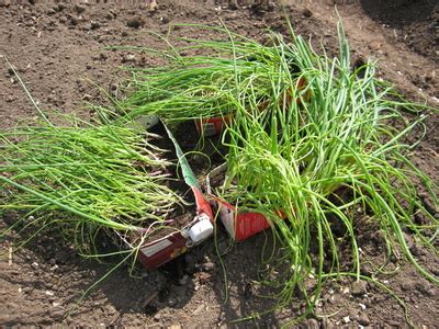 Как вырастить репчатый лук из семян за один сезон — FloraPrice.Ru