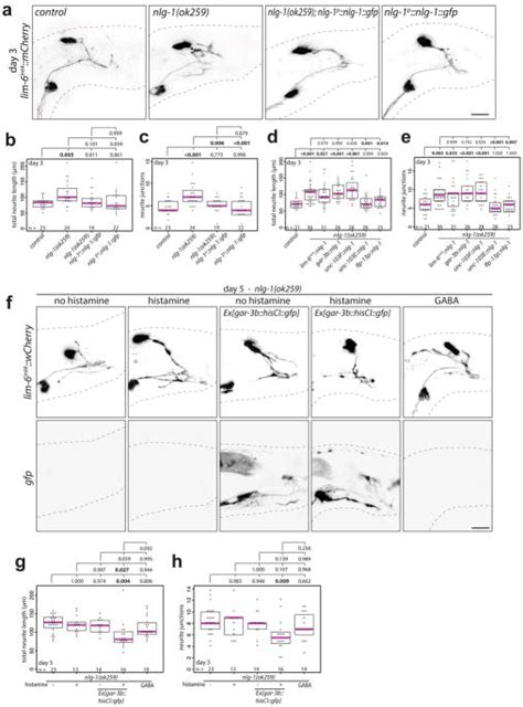 Neurexin Controls Plasticity Of A Mature Sexually Dimorphic Neuron Abstract Europe PMC