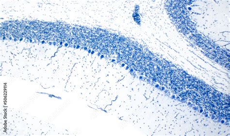 Purkinje Cells Cross Section Of A Cerebellum Light Micrograph Cresyl