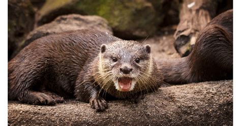 Видра колкото вълк е била върховен хищник преди шест милиона години